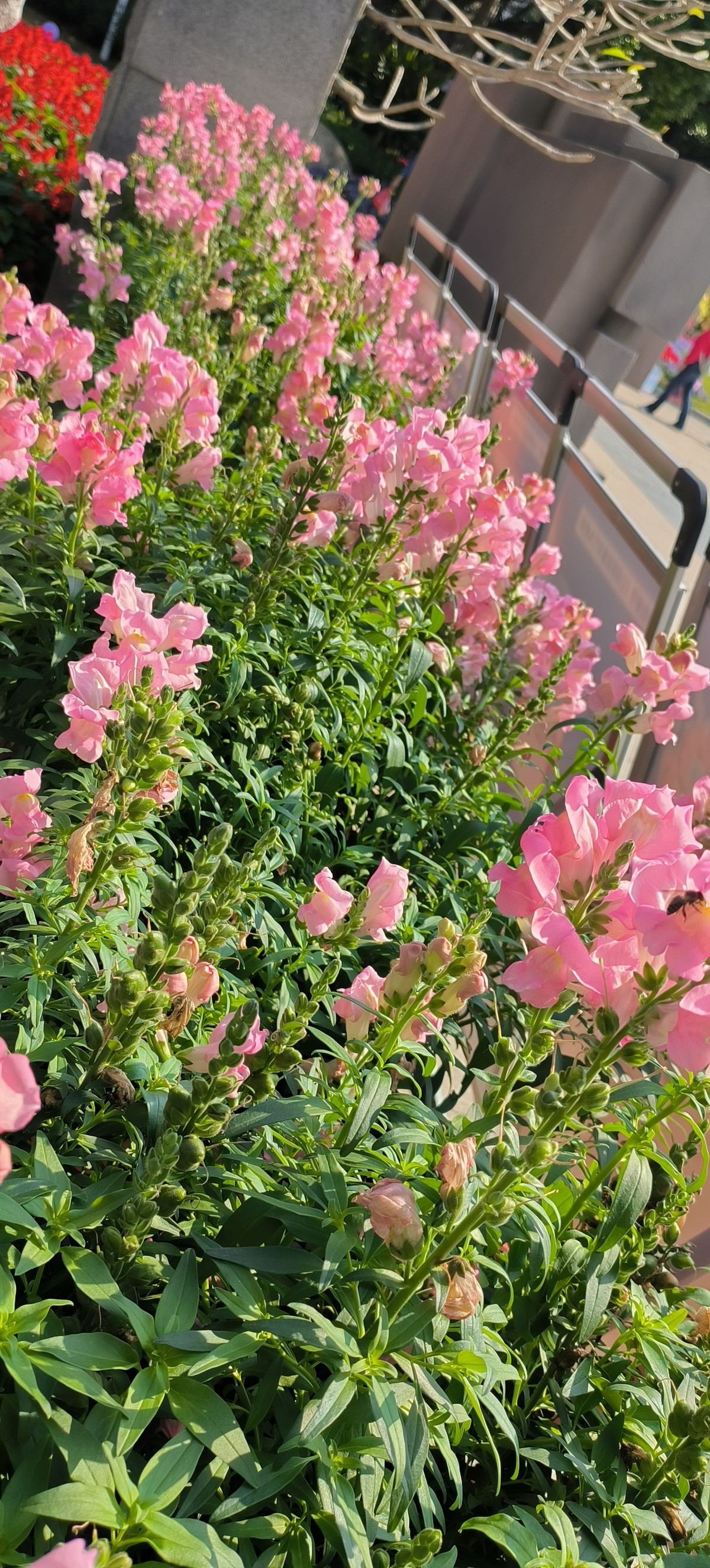 春天来了-公园花花草草随拍