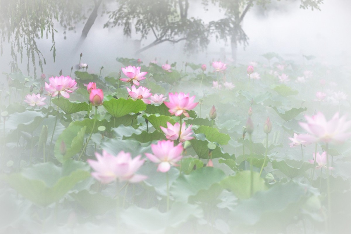 雾中花-中关村在线摄影论坛