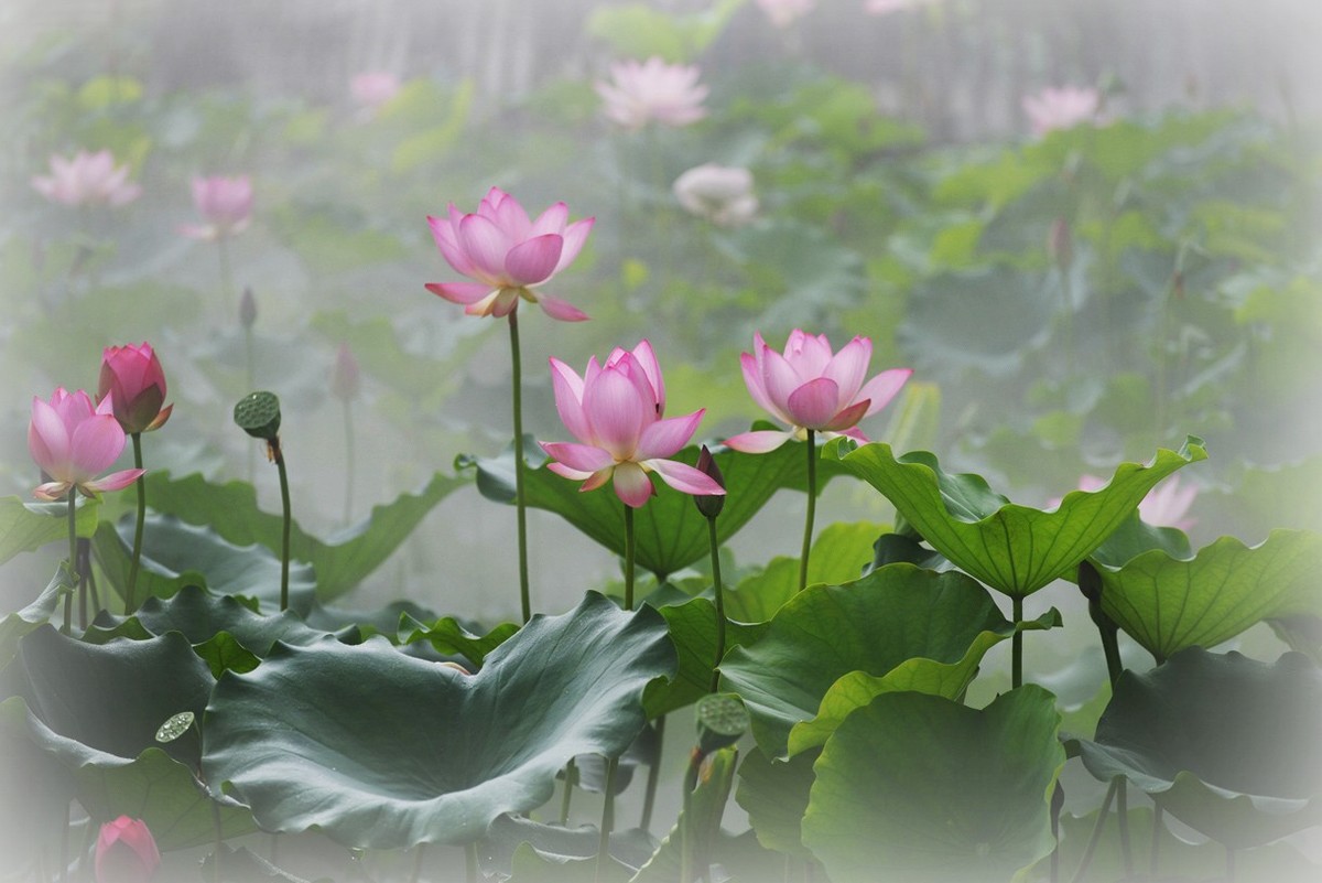 雾中花-中关村在线摄影论坛