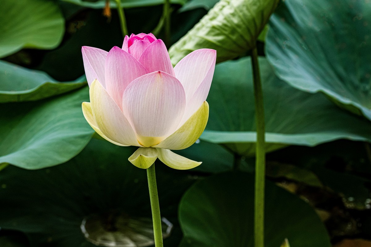 夏日荷花美