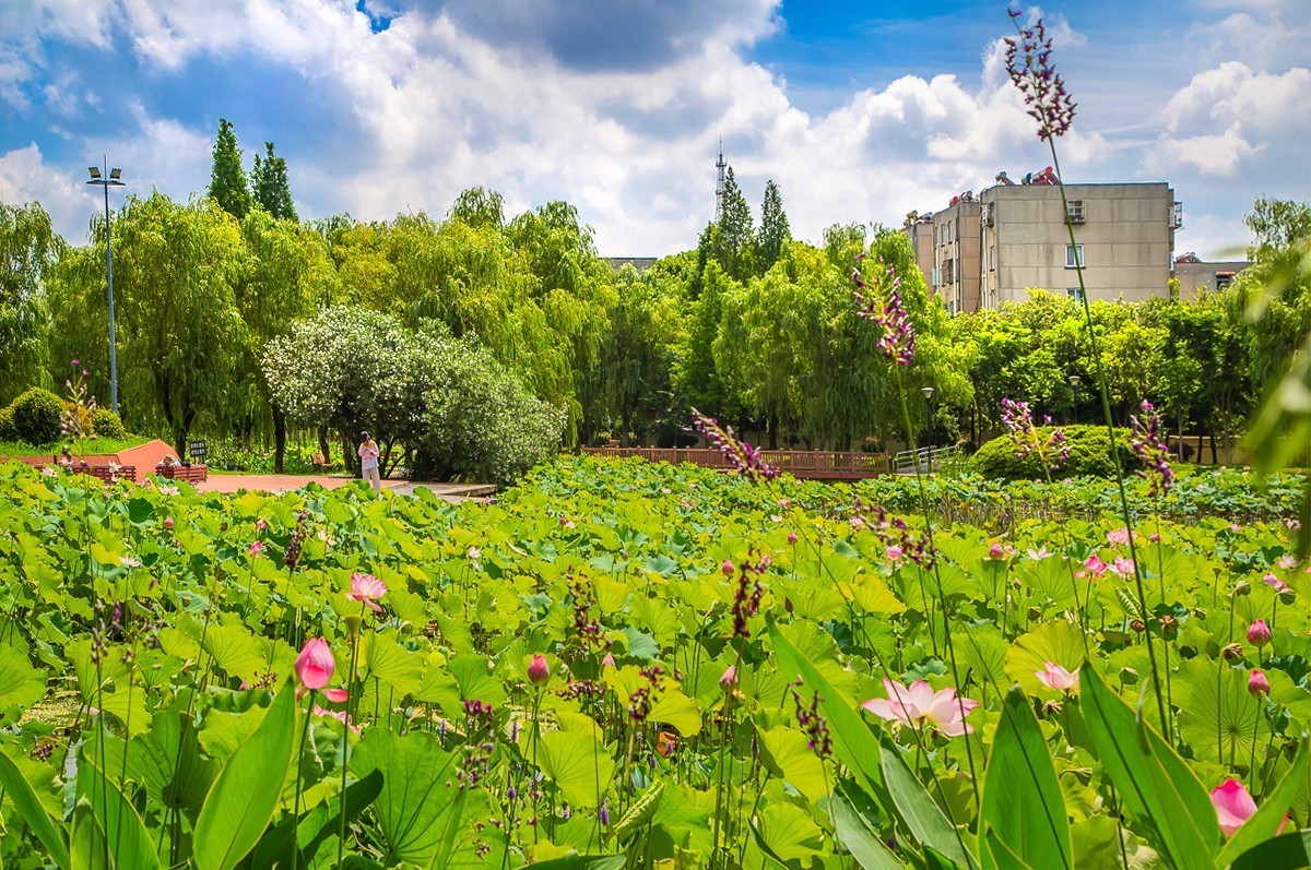 2023-07-30仪征大蒲塘公园（三）