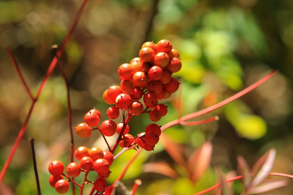 南天竹果子（3）