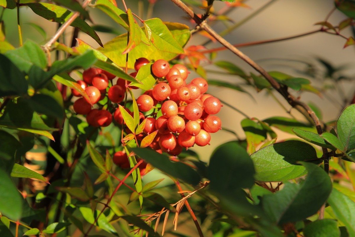 南天竹果子（3）