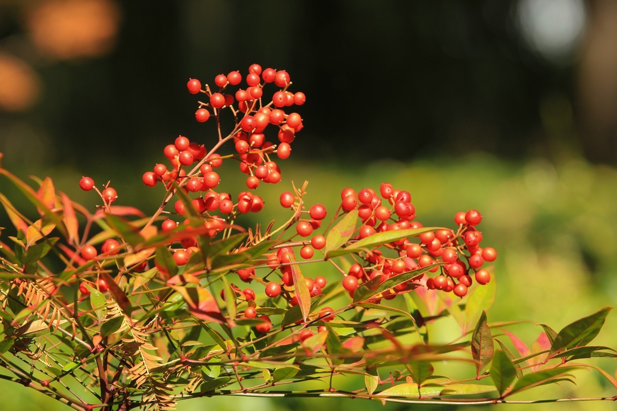 南天竹果子（3）