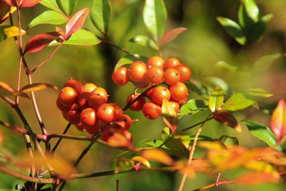 南天竹果子（3）