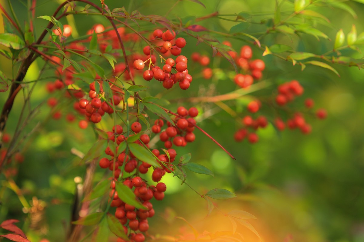 南天竹果子（3）