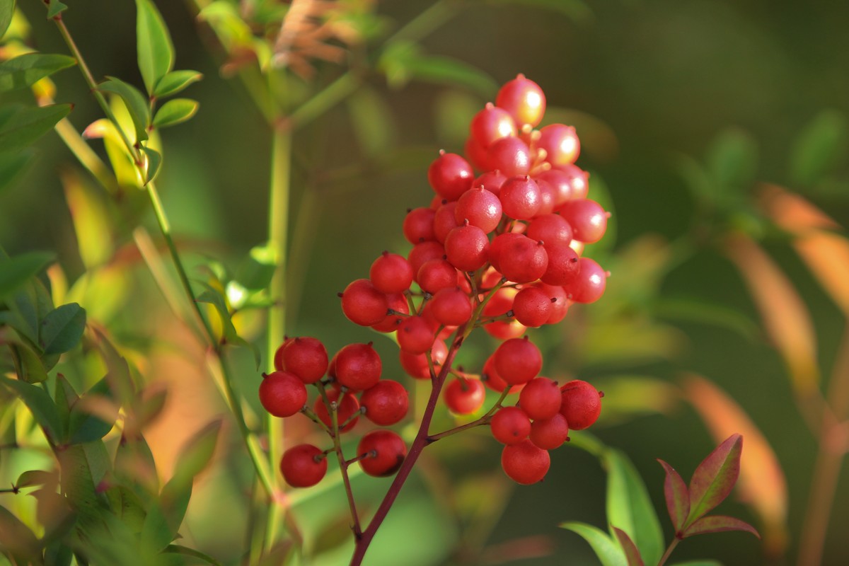 南天竹果子（3）