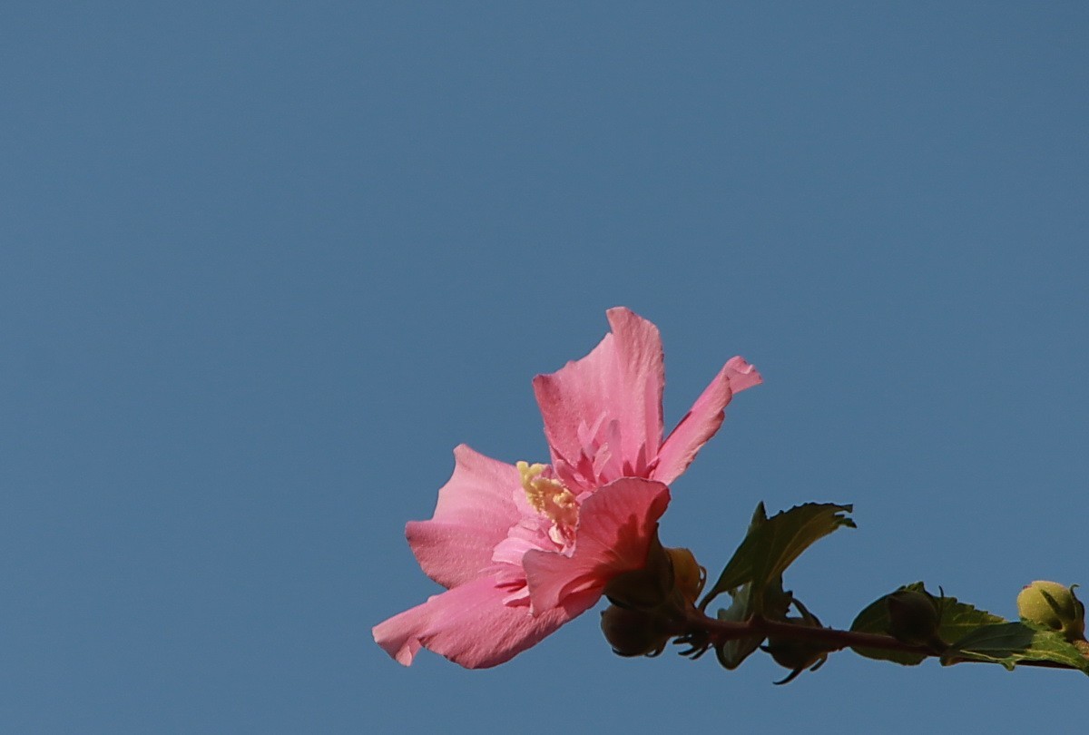 关东百花园（342）——木槿花