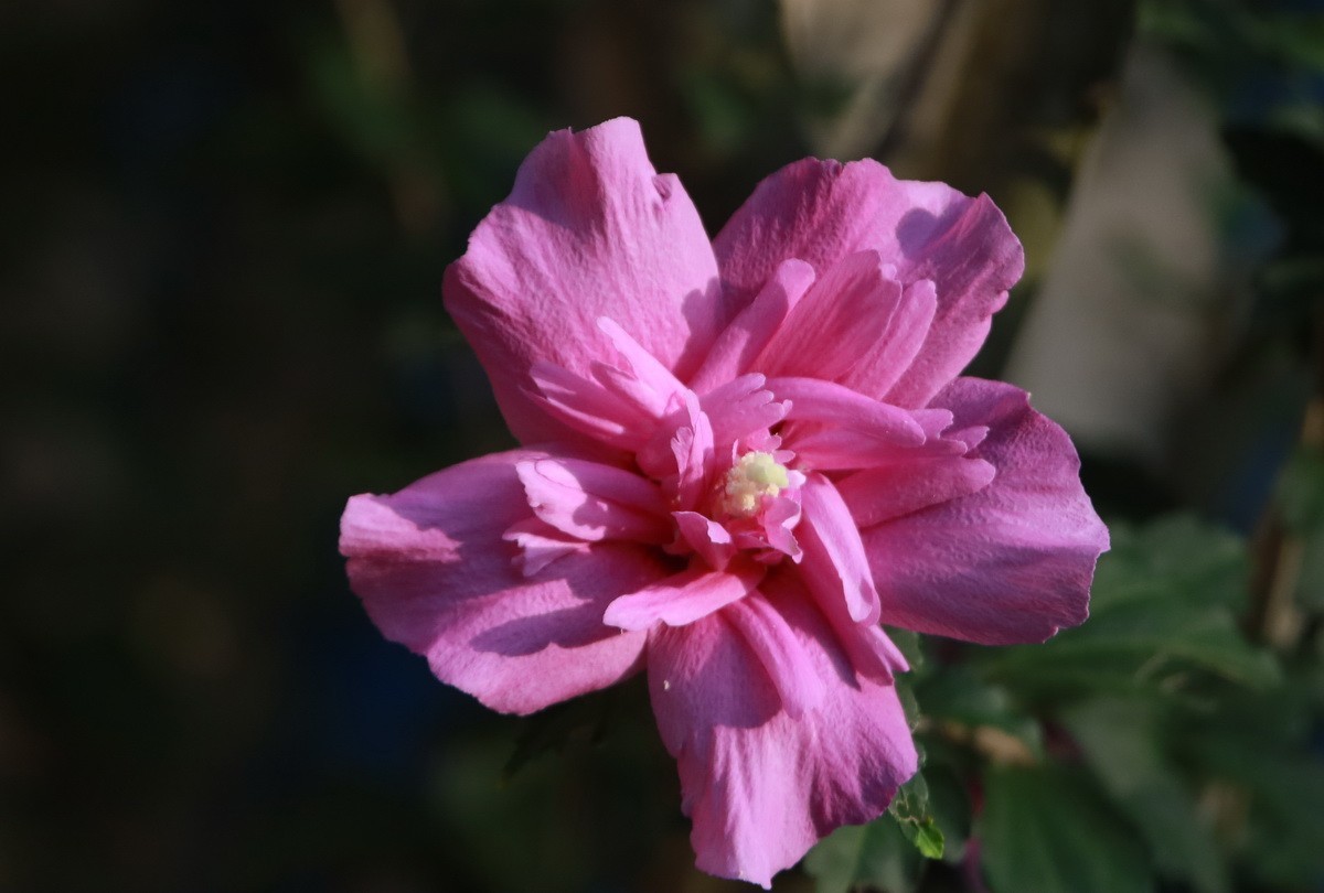 关东百花园（342）——木槿花