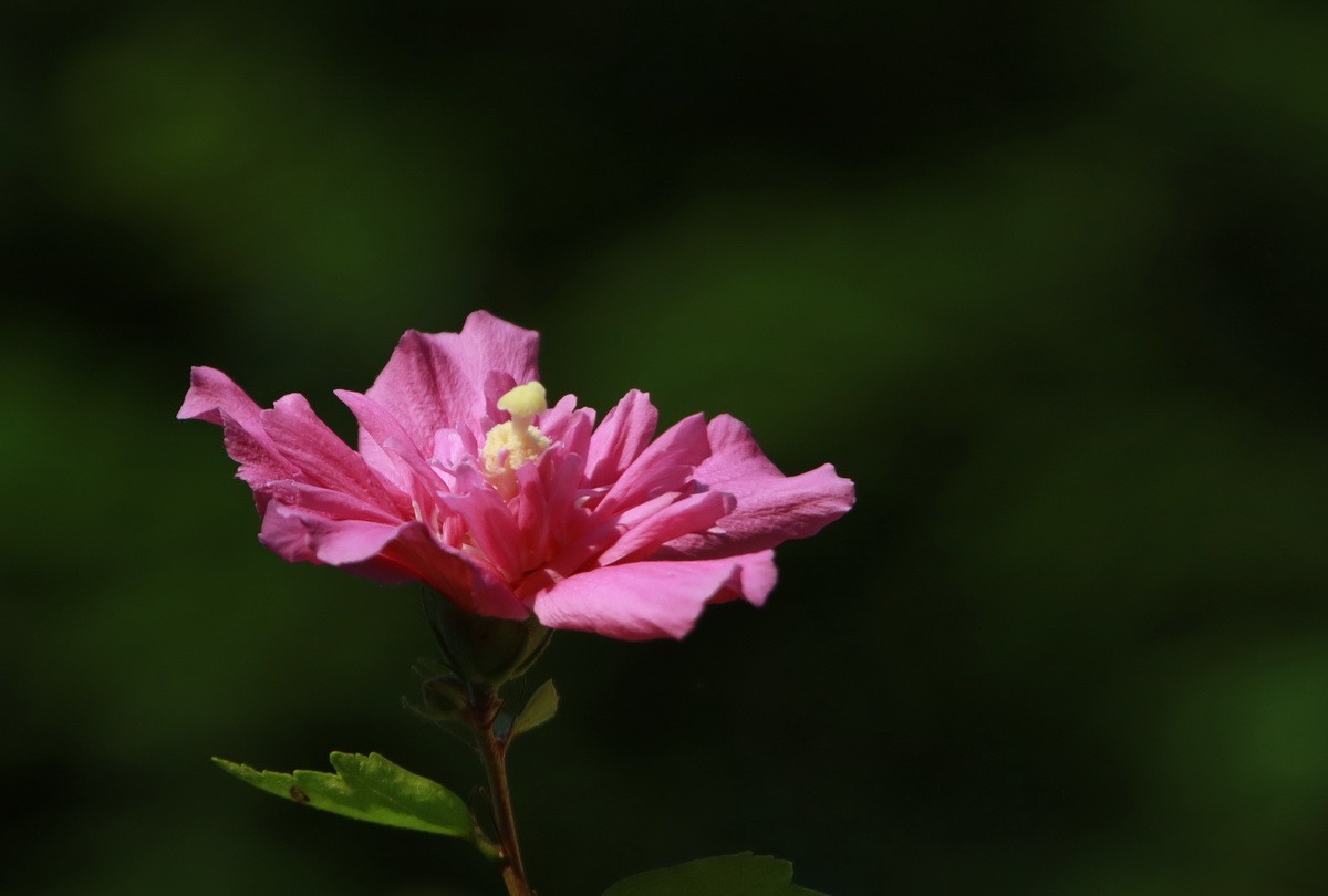 关东百花园（342）——木槿花
