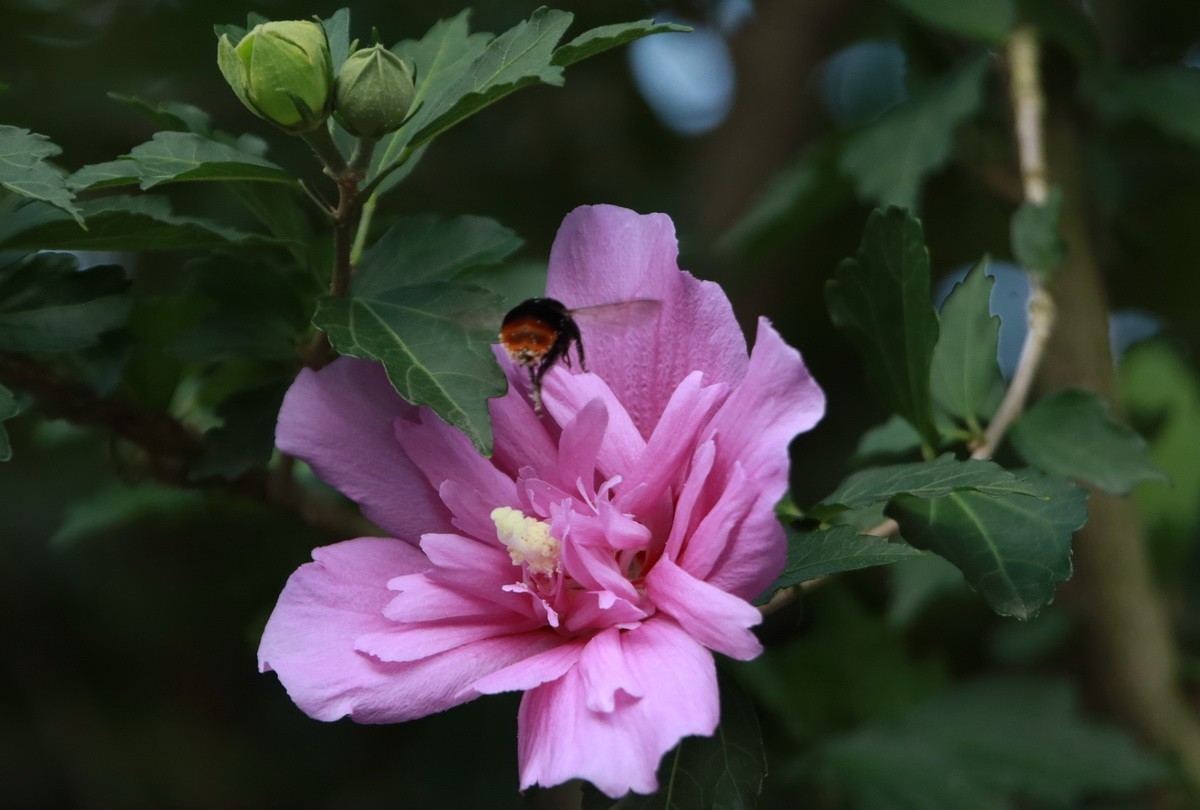 关东百花园（342）——木槿花