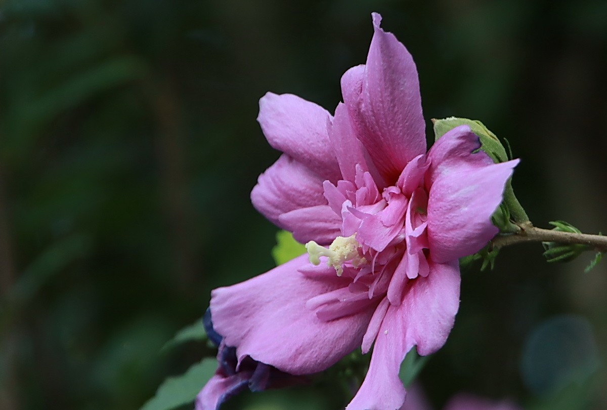 关东百花园（342）——木槿花