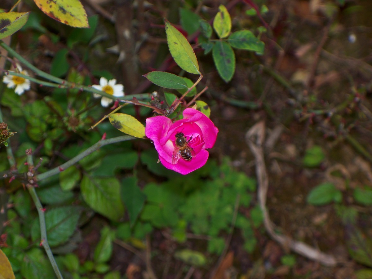 花儿为什么那样红