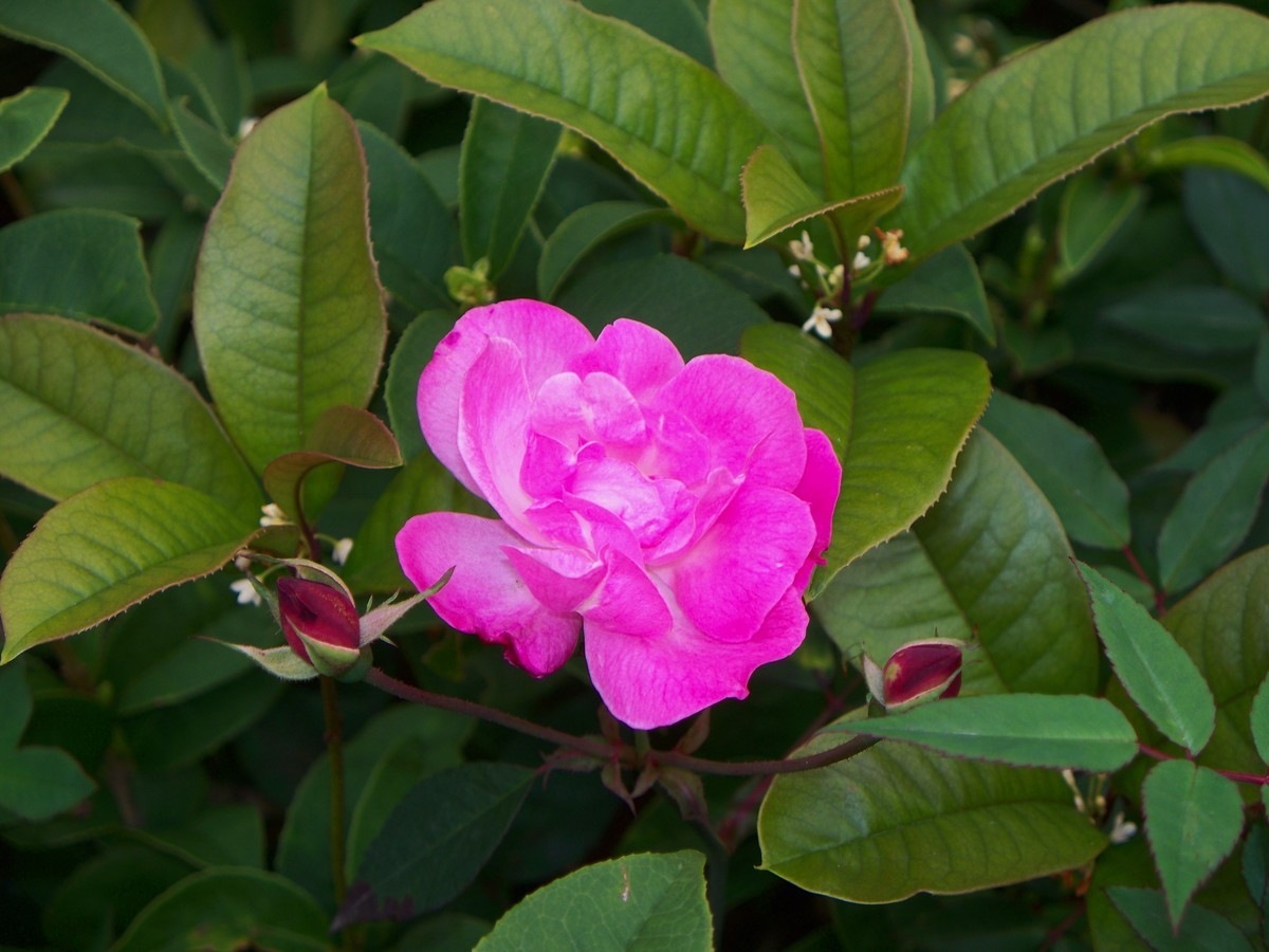 花儿为什么那样红