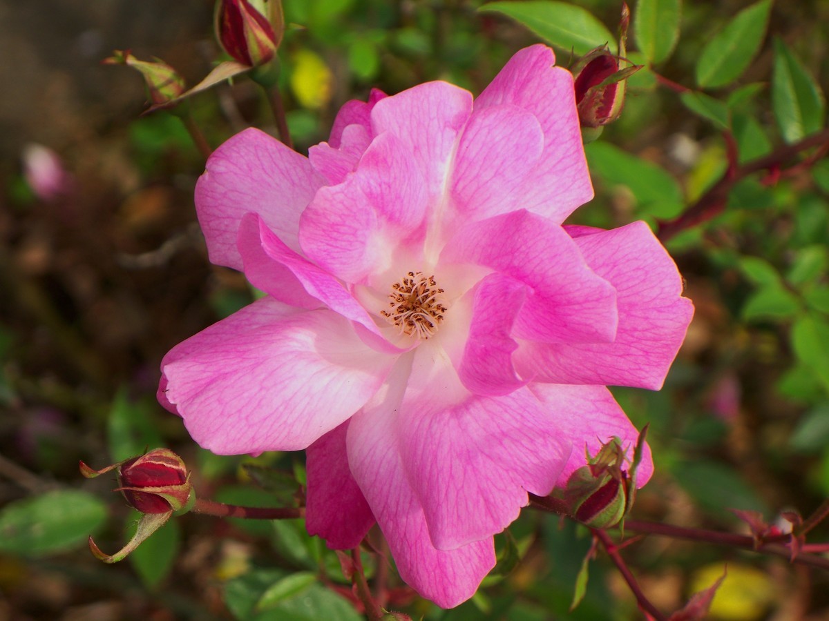 花儿为什么那样红