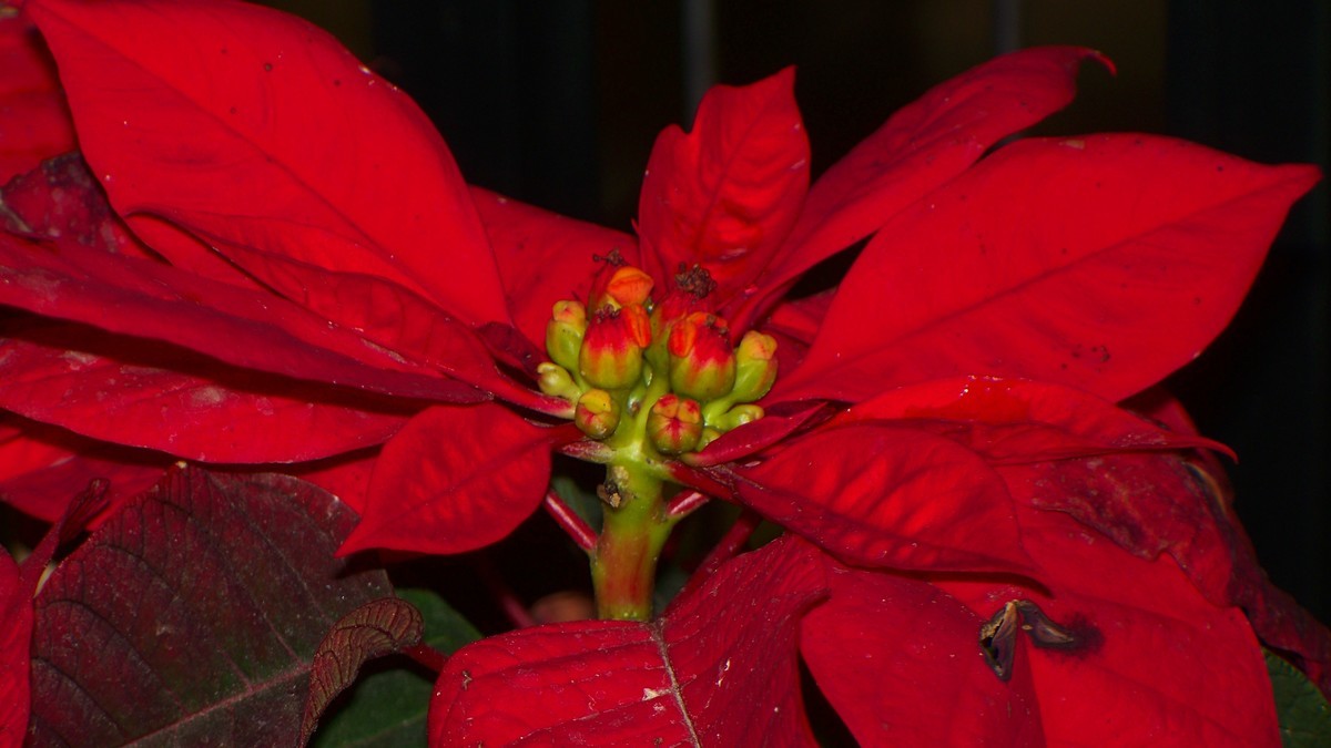 花儿为什么那样红