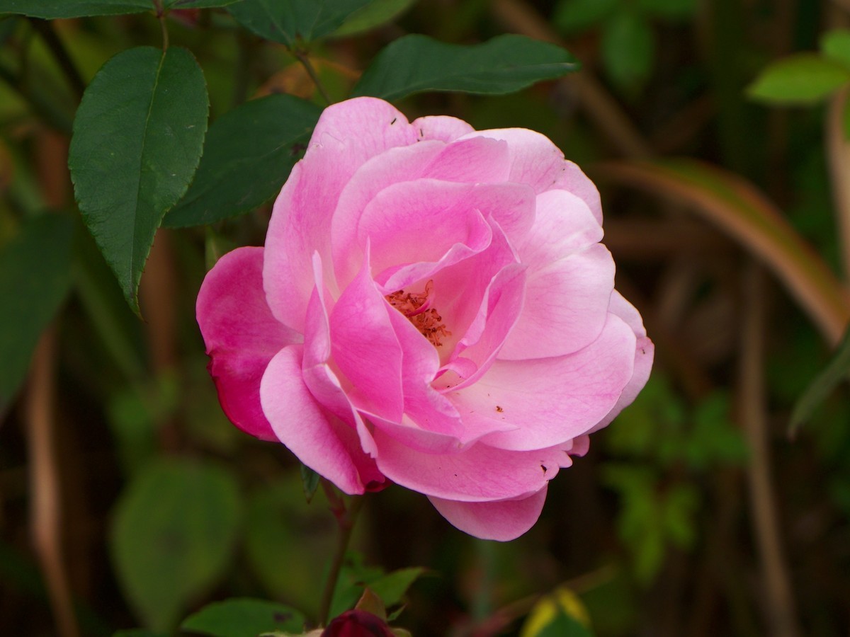 花儿为什么那样红