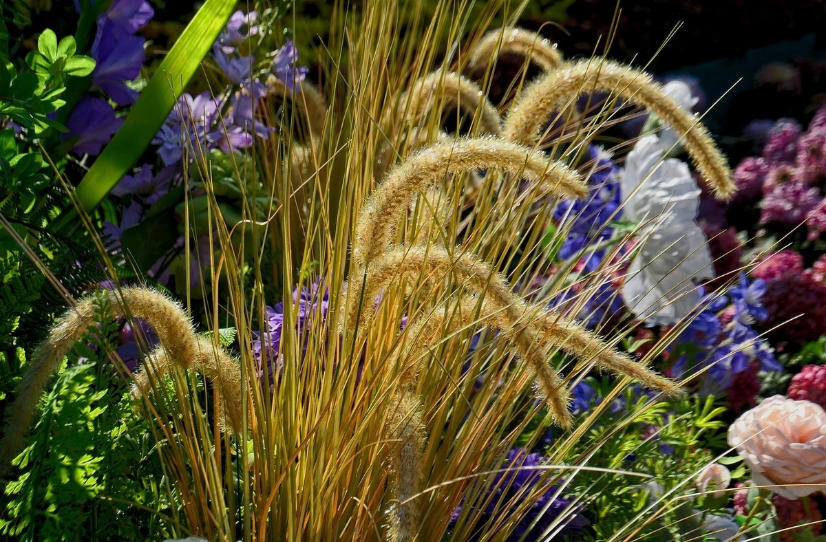 小莱卡小拍菊花展