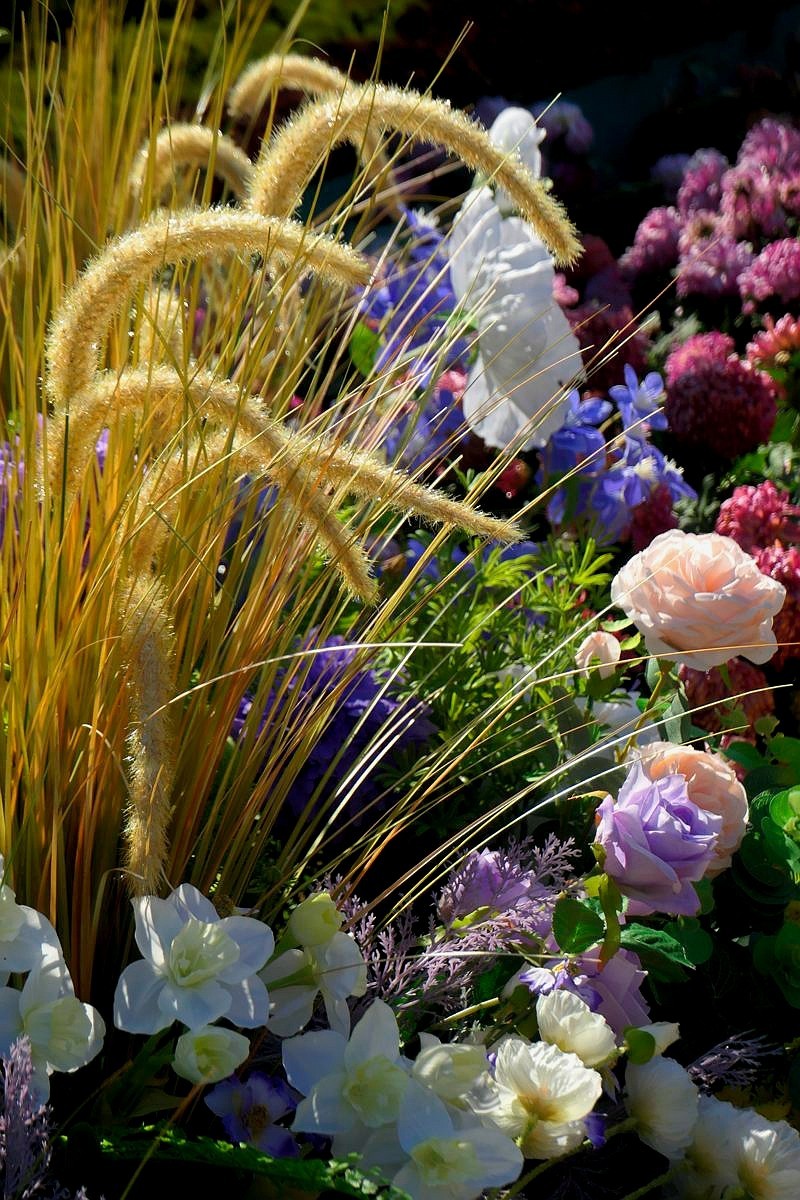 小莱卡小拍菊花展