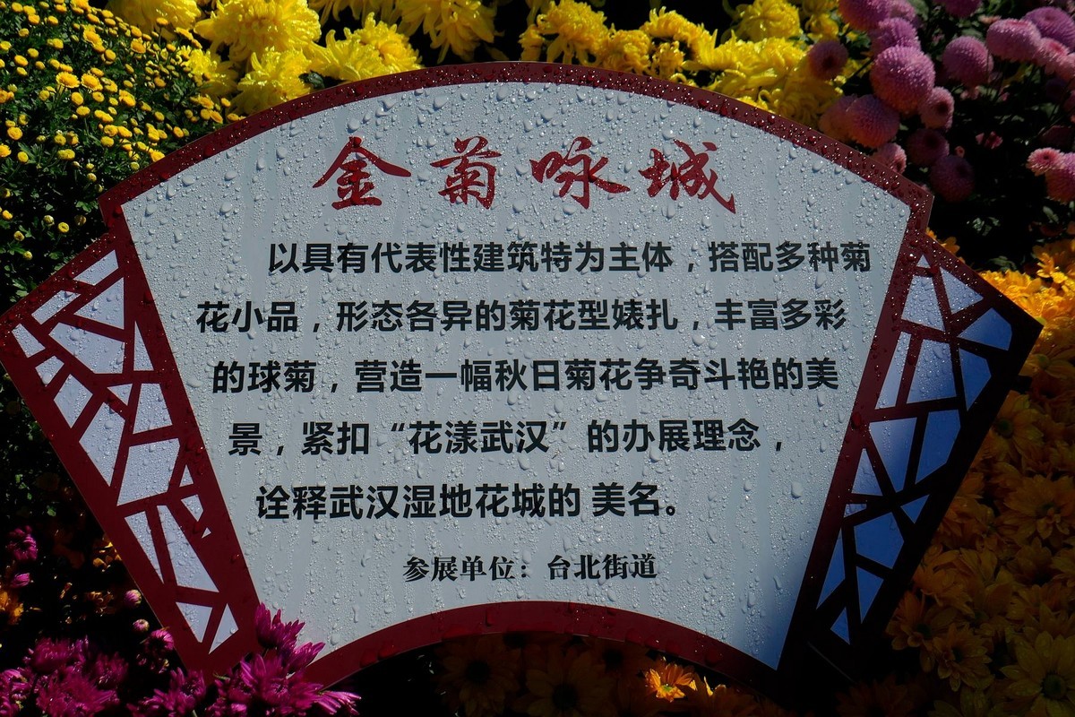 小莱卡小拍菊花展