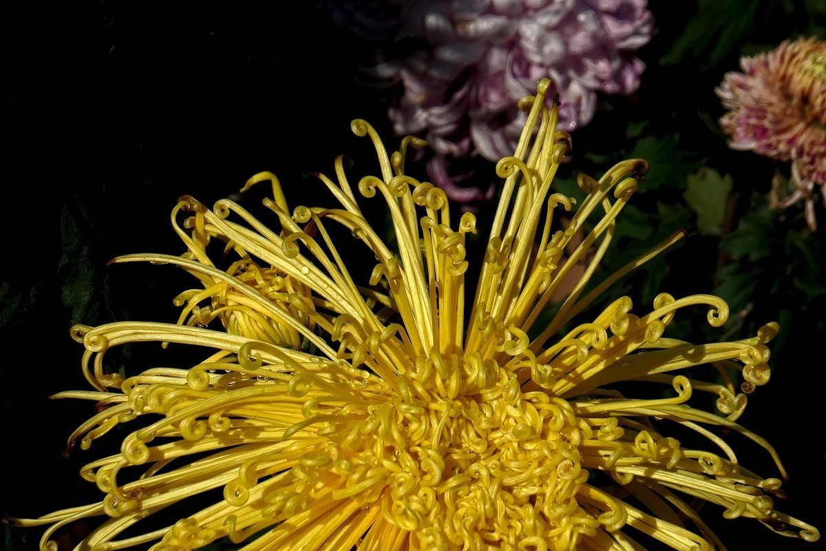 小莱卡小拍菊花展