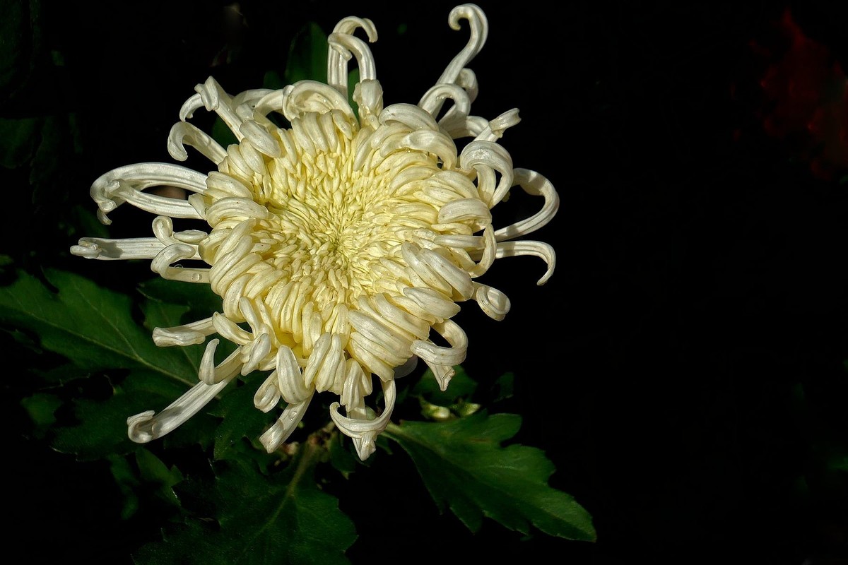 小莱卡小拍菊花展