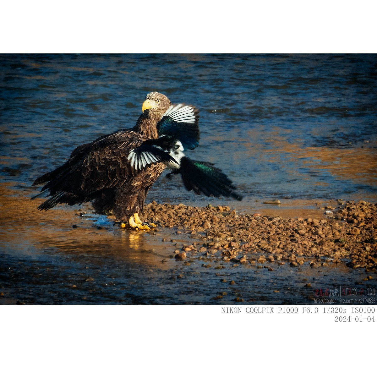 白尾海雕：“喜鹊，你把老大当空气吗？”