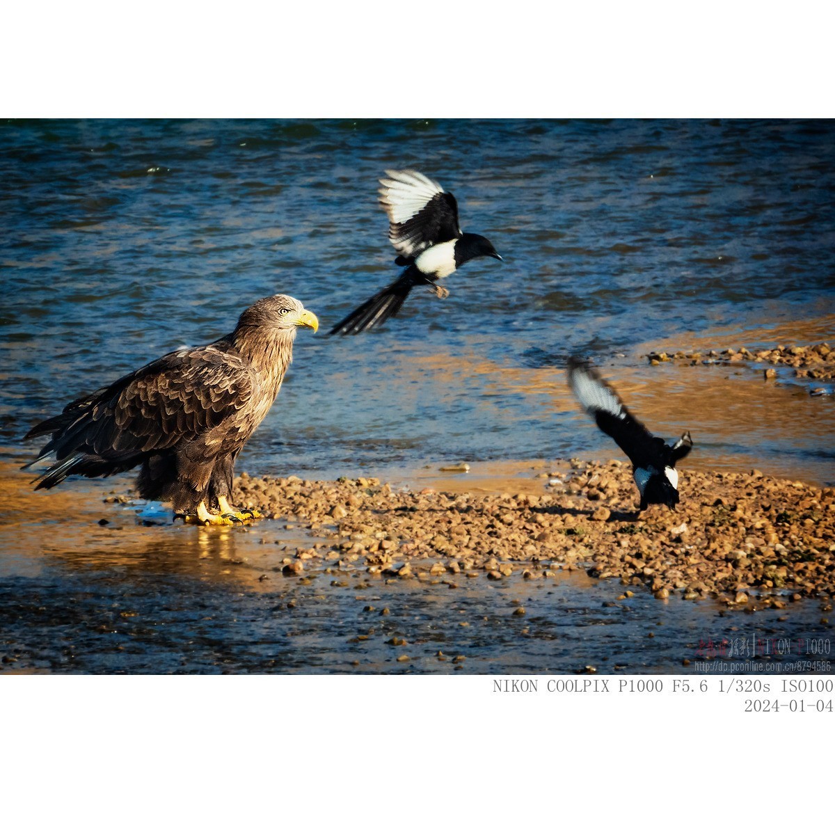 白尾海雕：“喜鹊，你把老大当空气吗？”