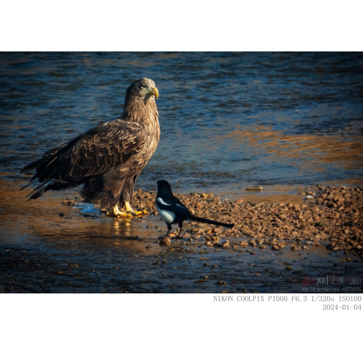 白尾海雕：“喜鹊，你把老大当空气吗？”