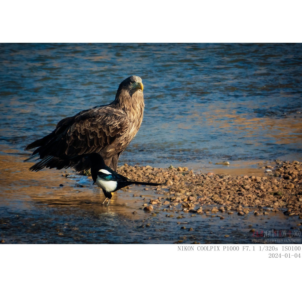 白尾海雕：“喜鹊，你把老大当空气吗？”