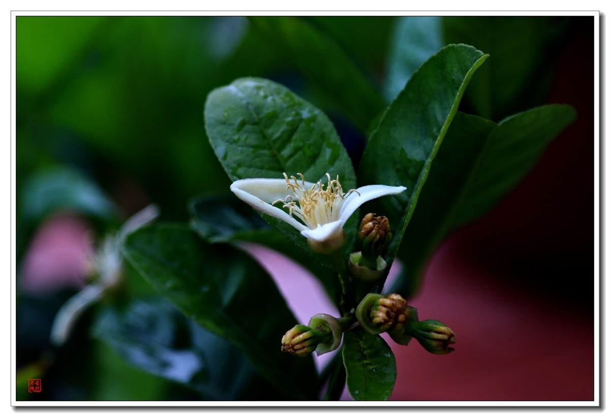 拍点阳台的花草