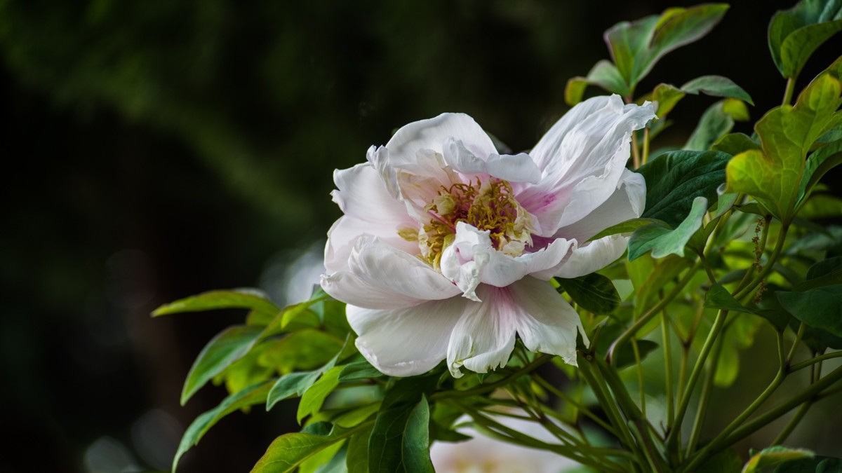 五 月 的 牡 丹 （ 腾龙百搭  SP 60-300镜头）