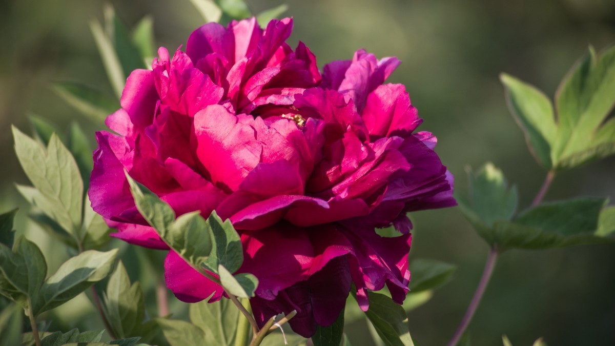 五 月 的 牡 丹 （ 腾龙百搭  SP 60-300镜头）