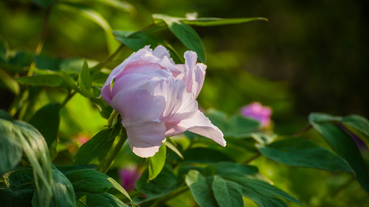 五 月 的 牡 丹 （ 腾龙百搭  SP 60-300镜头）