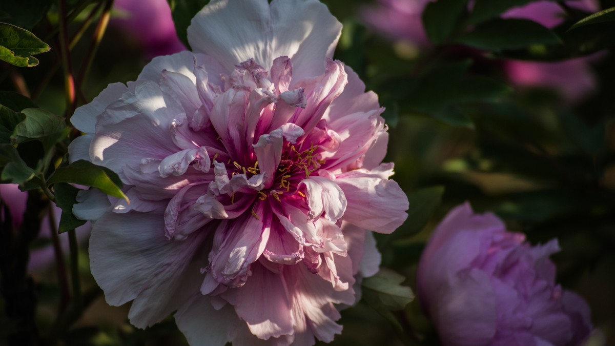 五 月 的 牡 丹 （ 腾龙百搭  SP 60-300镜头）