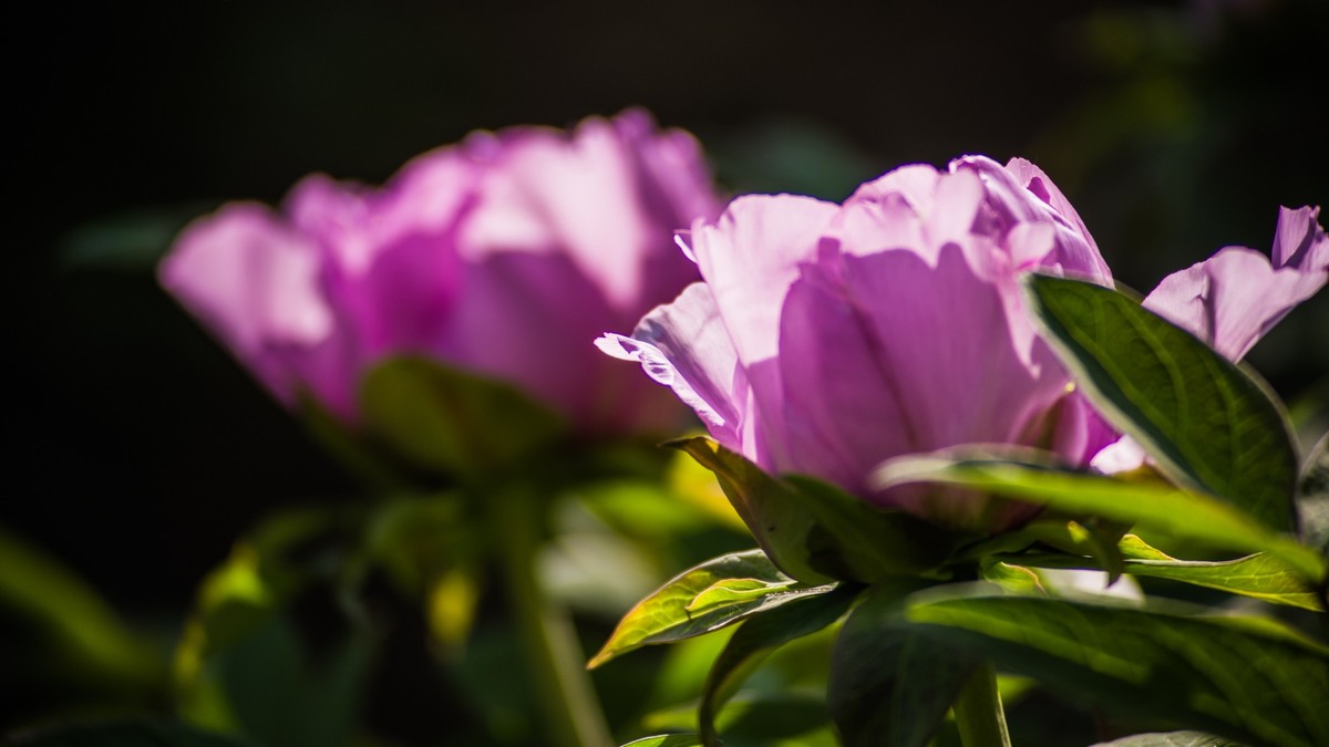 五 月 的 牡 丹 （ 腾龙百搭  SP 60-300镜头）