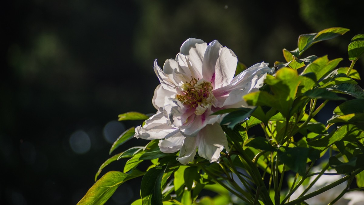 五 月 的 牡 丹 （ 腾龙百搭  SP 60-300镜头）