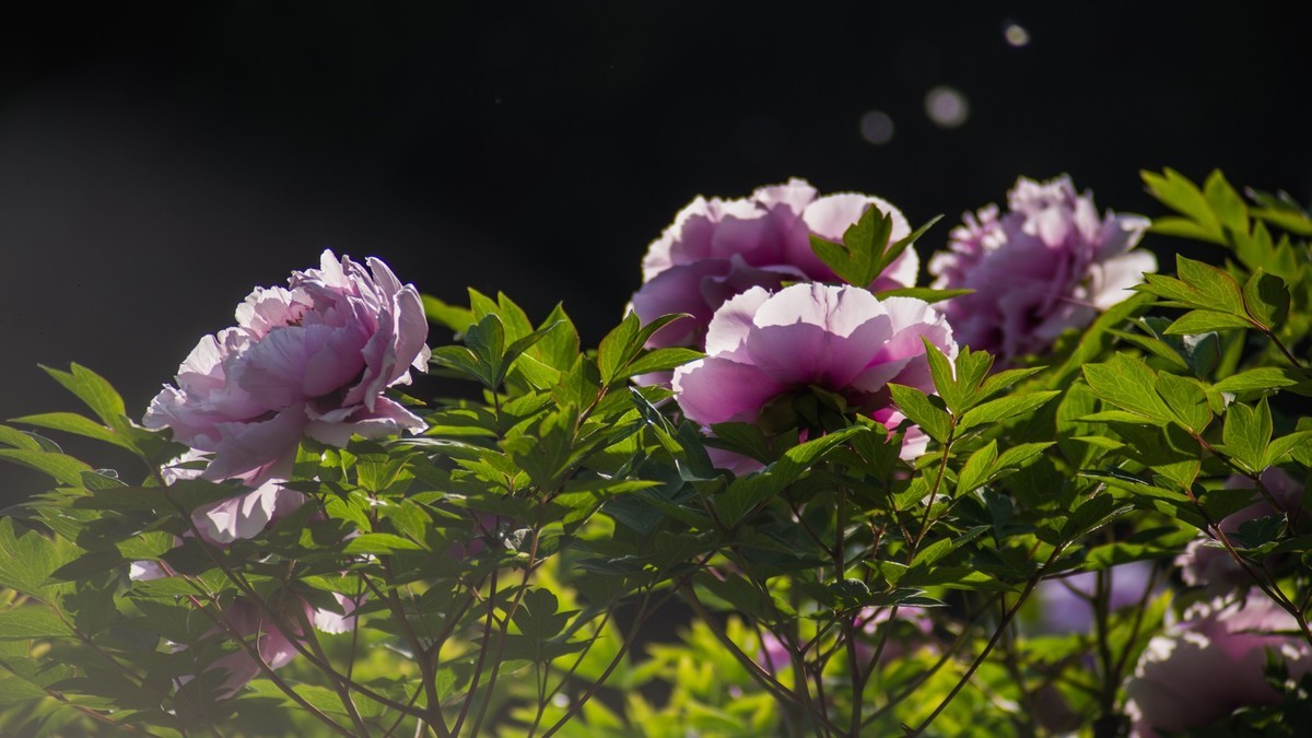 五 月 的 牡 丹 （ 腾龙百搭  SP 60-300镜头）