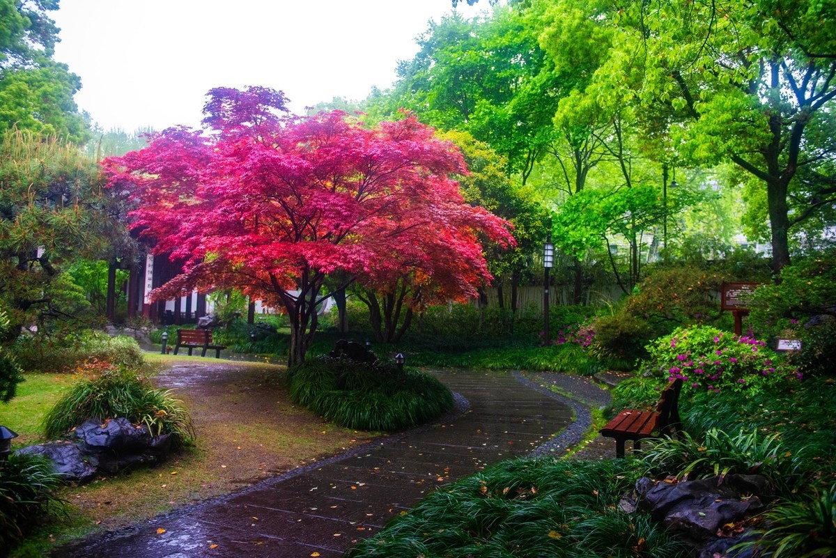 杭州—西湖—曲院风荷