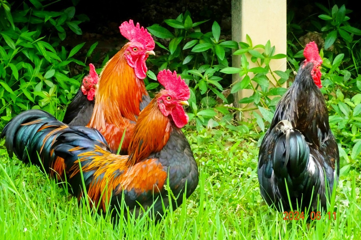 公鸡中的战斗鸡