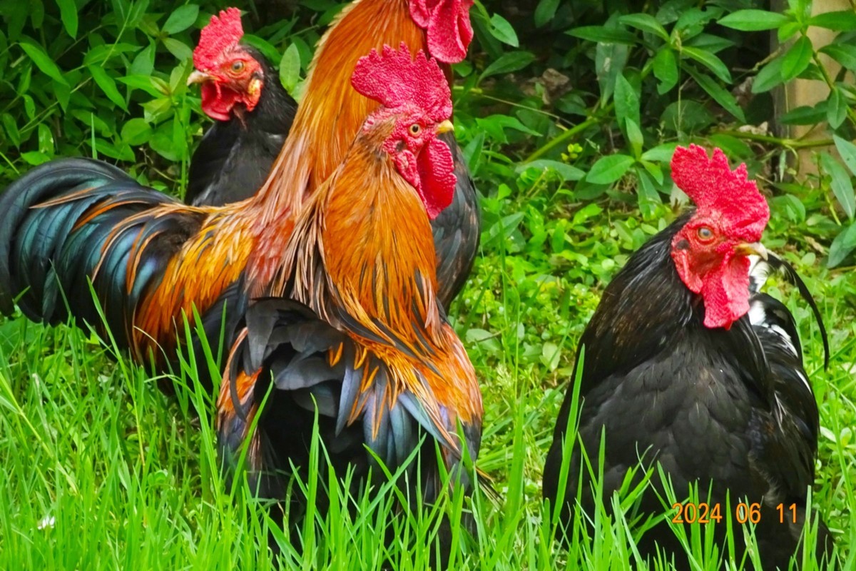 公鸡中的战斗鸡