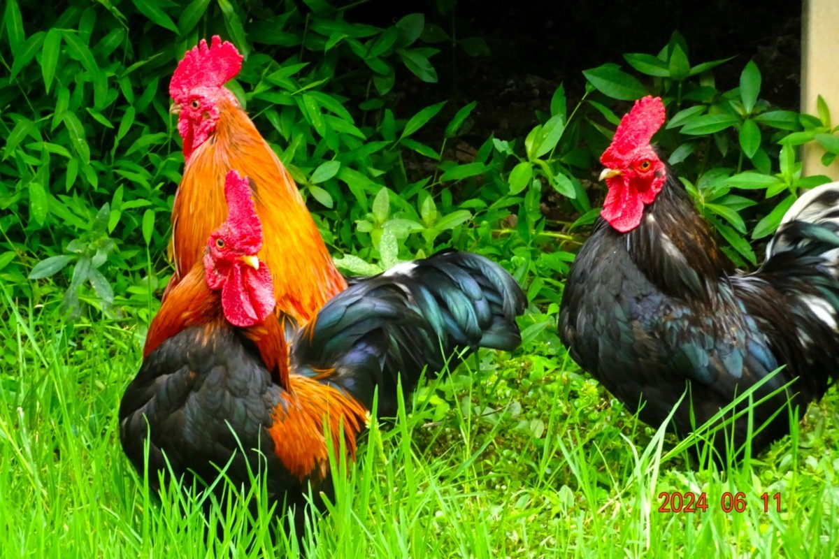 公鸡中的战斗鸡