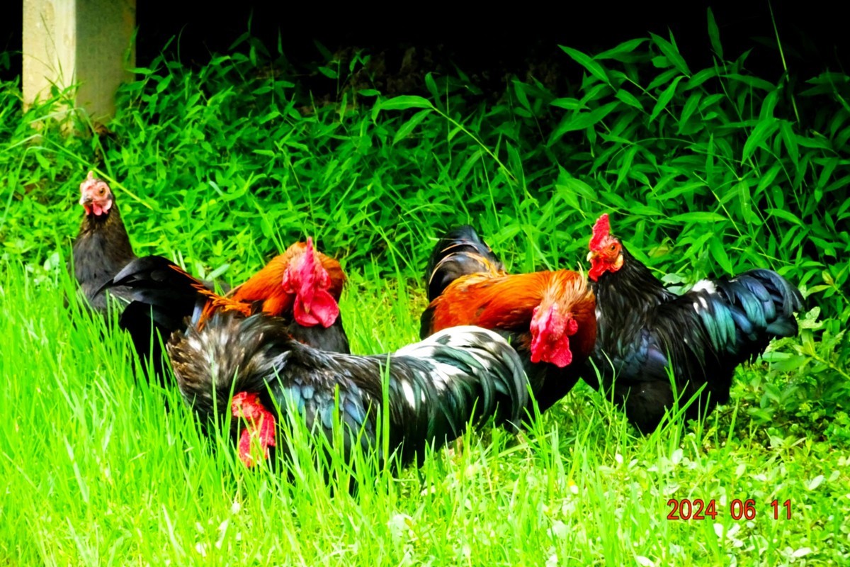 公鸡中的战斗鸡