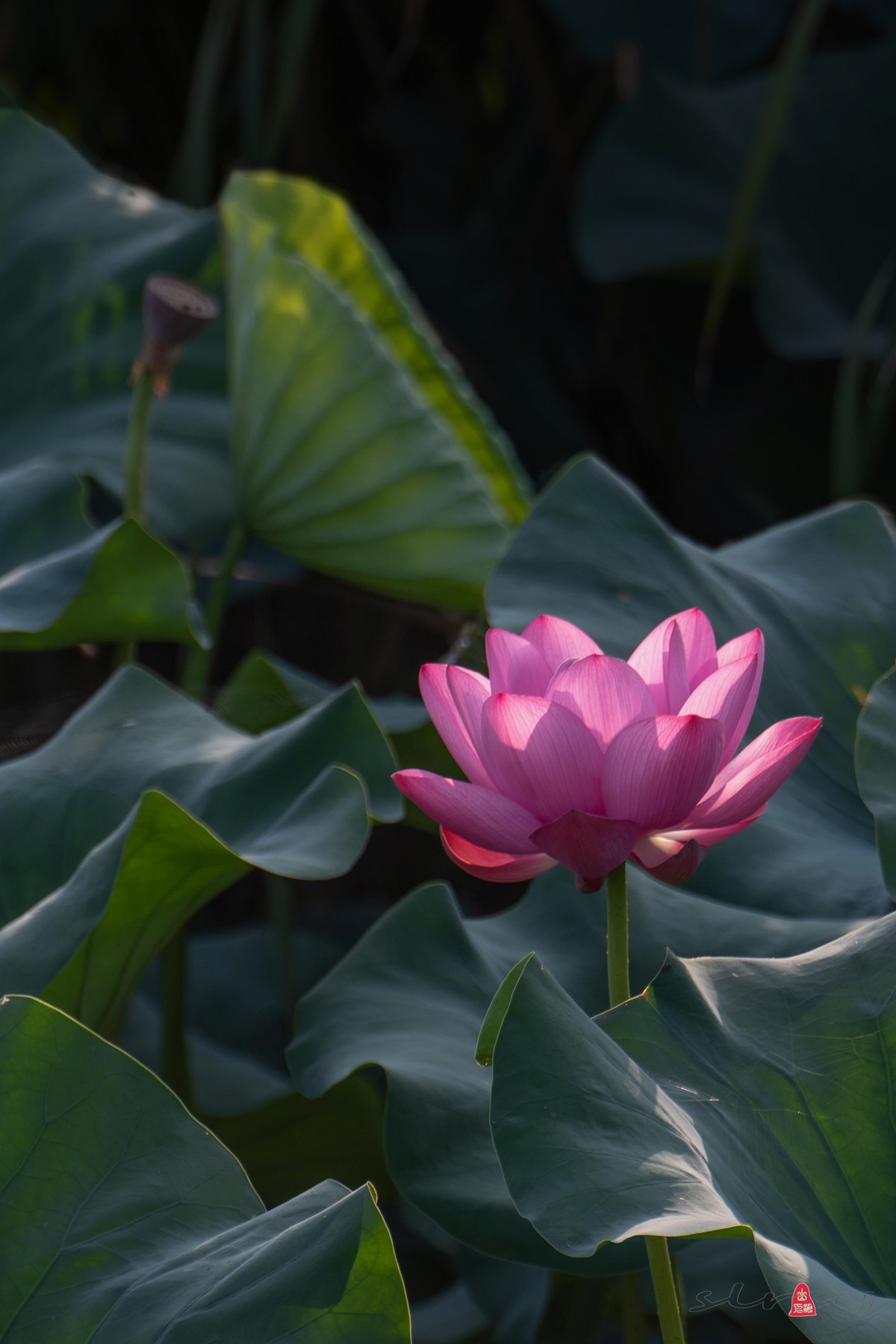 爱莲摄荷花（三）