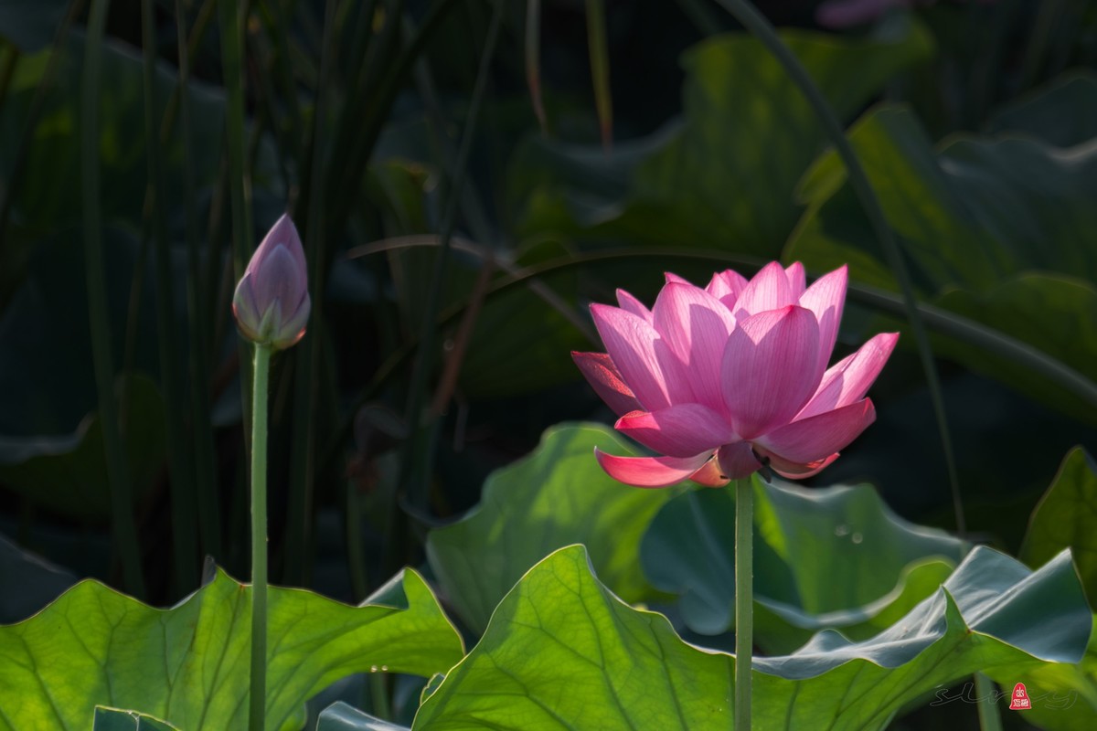 爱莲摄荷花（三）