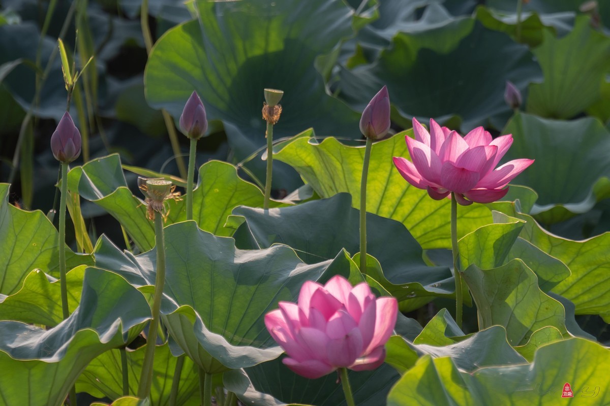 爱莲摄荷花（三）