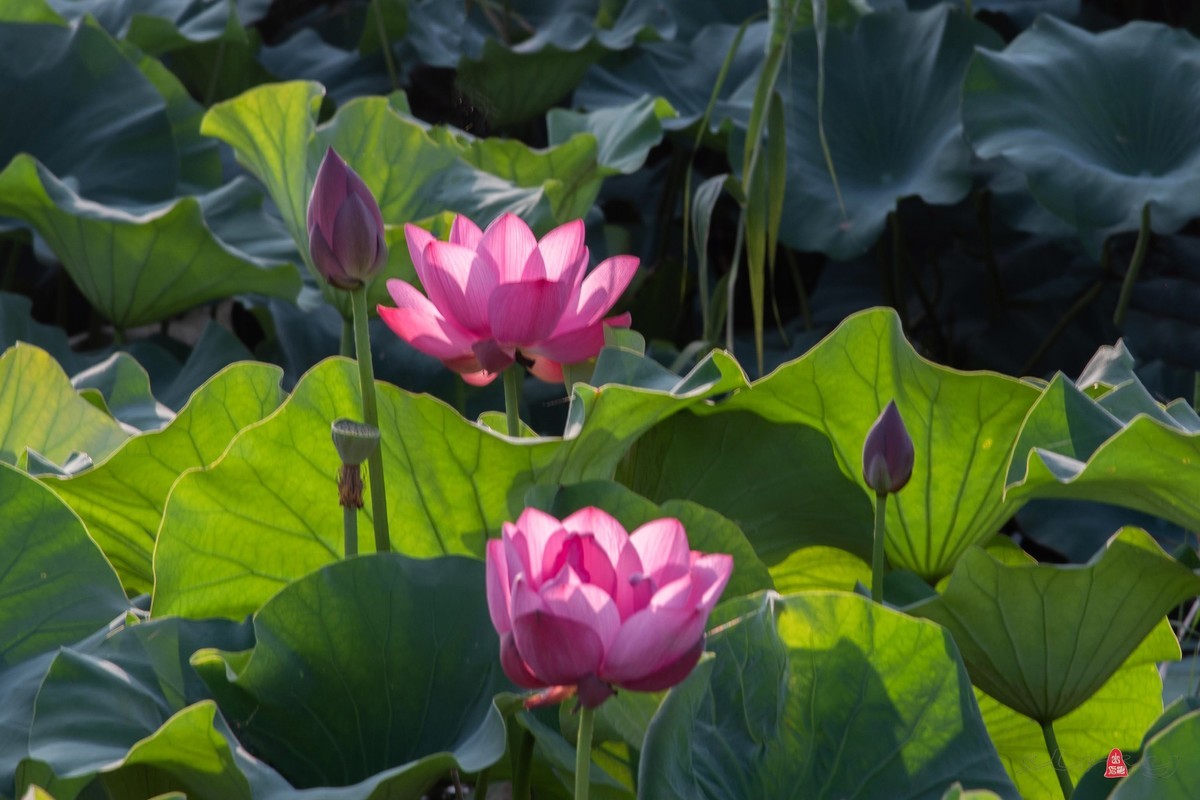 爱莲摄荷花（三）