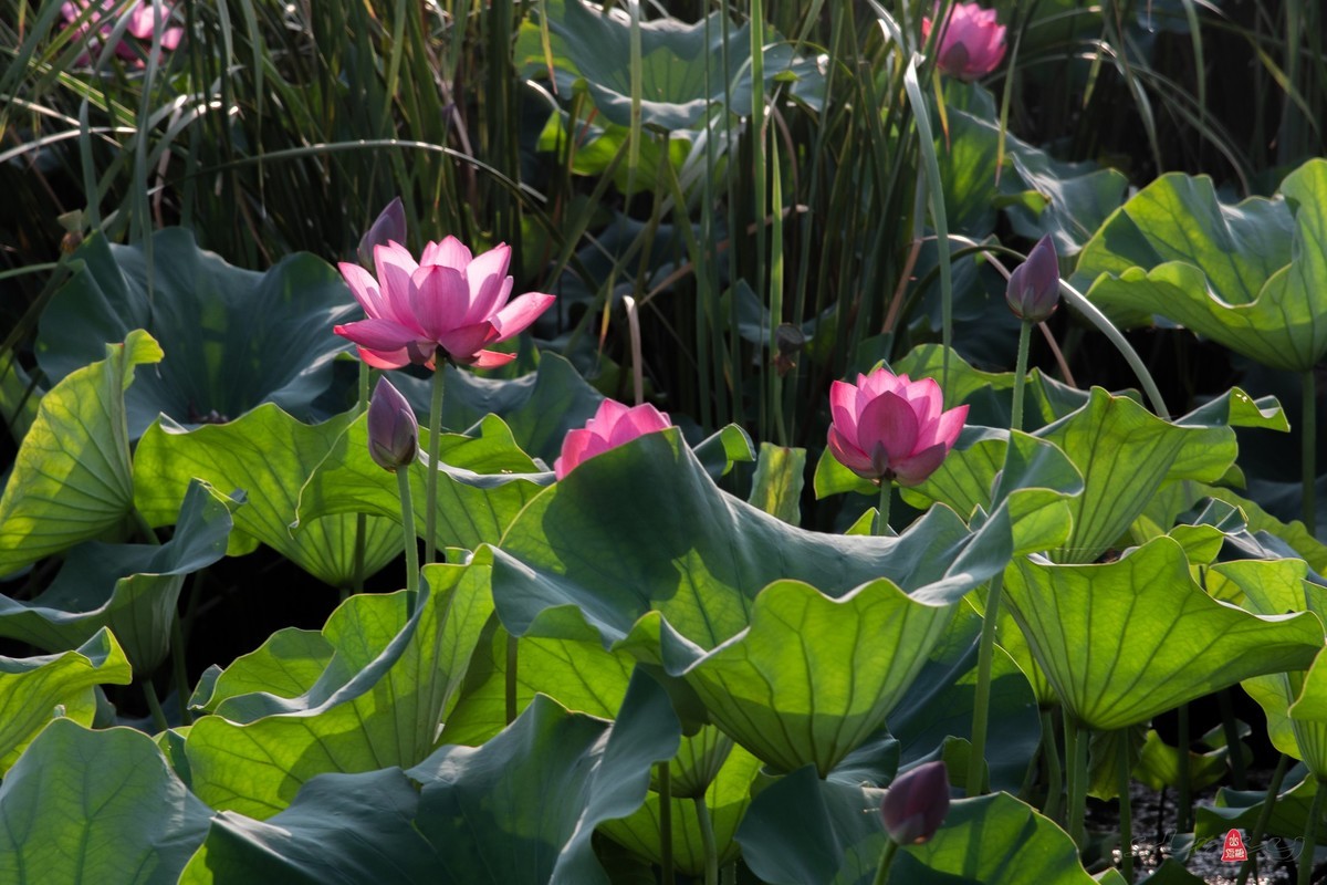 爱莲摄荷花（三）