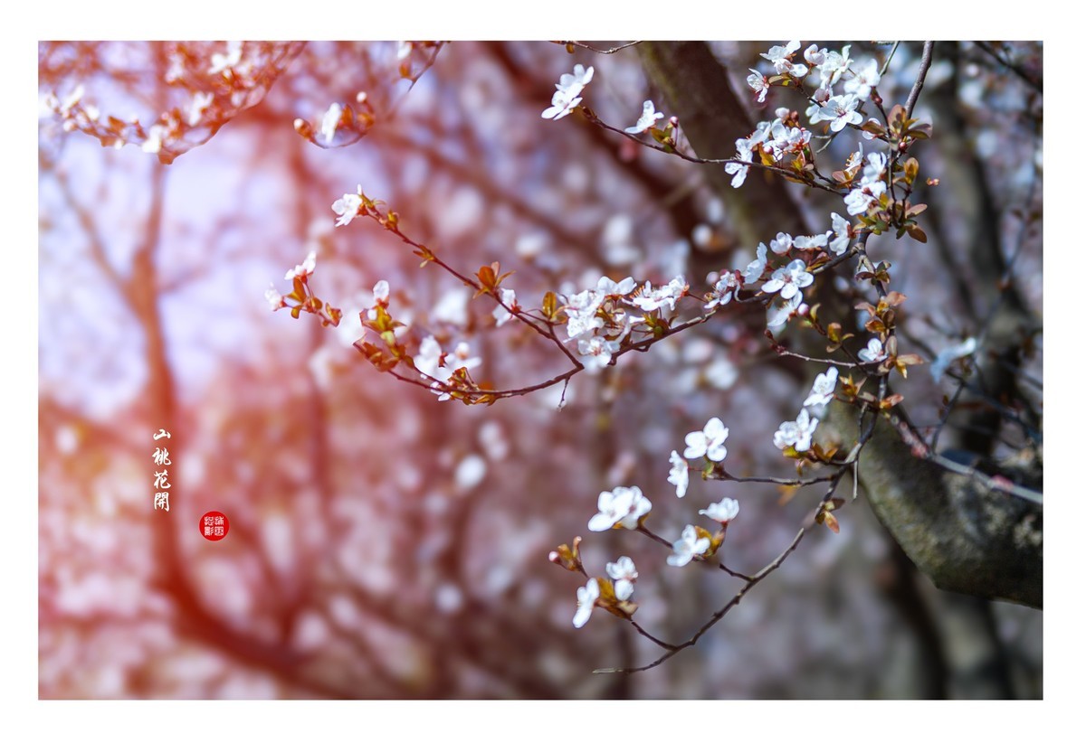 山桃花开