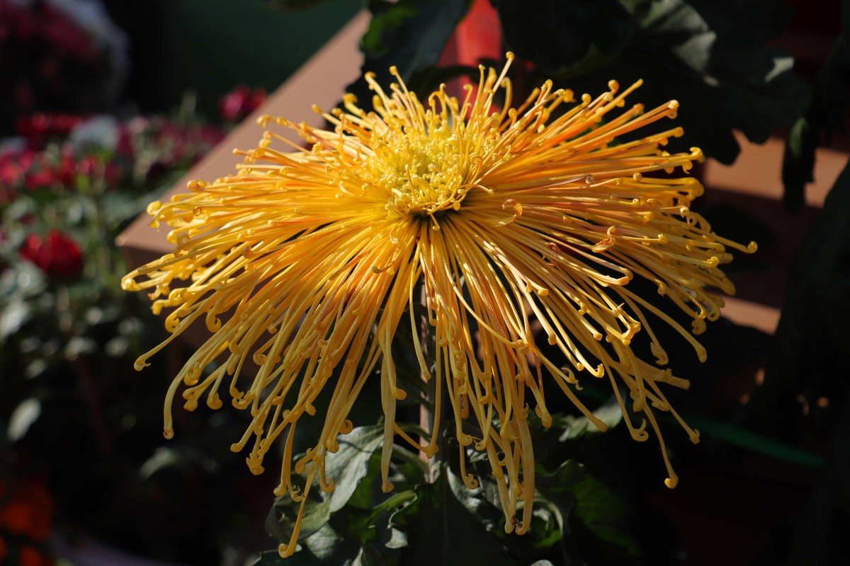 24-271 开封菊展-6